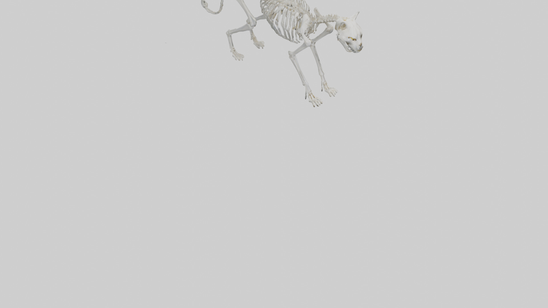 Lynx Skeleton model Low-poly 3D model_6