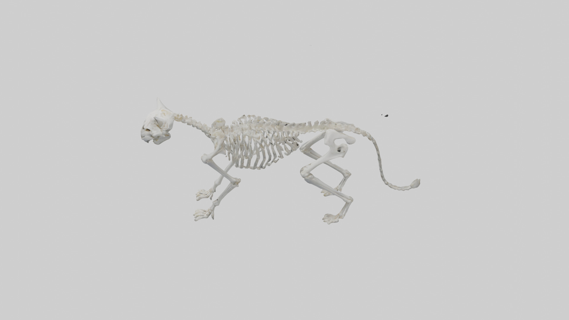 Lynx Skeleton model Low-poly 3D model_17