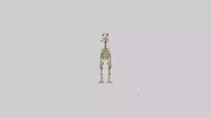 Maiasaura Skeleton model