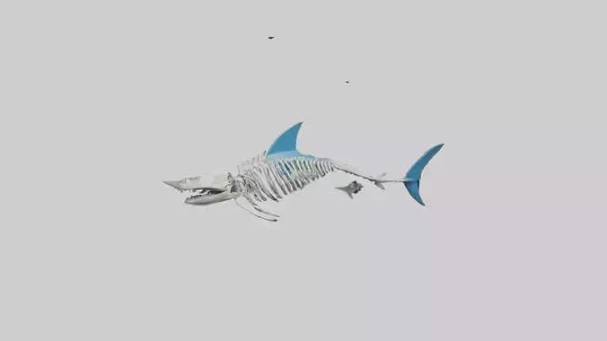 Mako Shark Skeleton model Low-poly 3D model