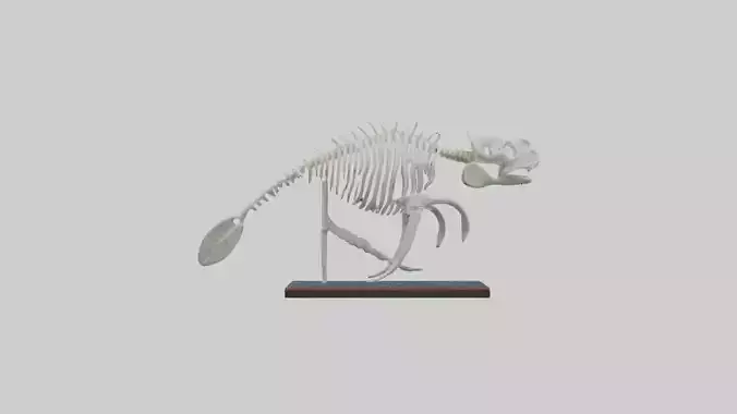 Manatee Skeleton model