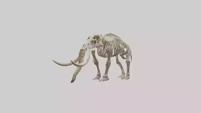 Mastodon Skeleton model Low-poly 3D model