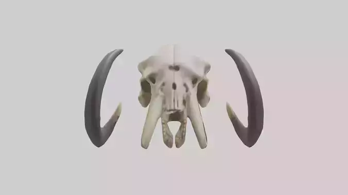 Mastodon Skull Skeleton model