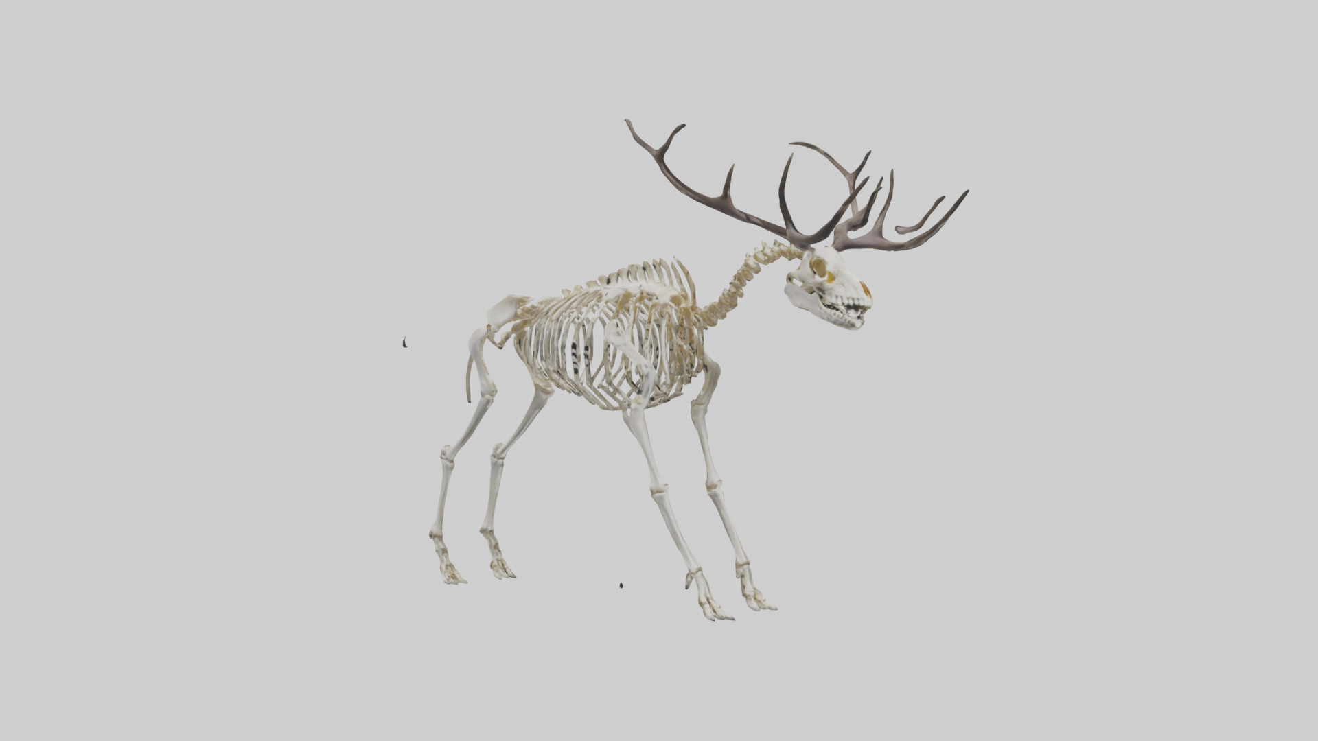 Megaloceros Skeleton model Low-poly 3D model_7