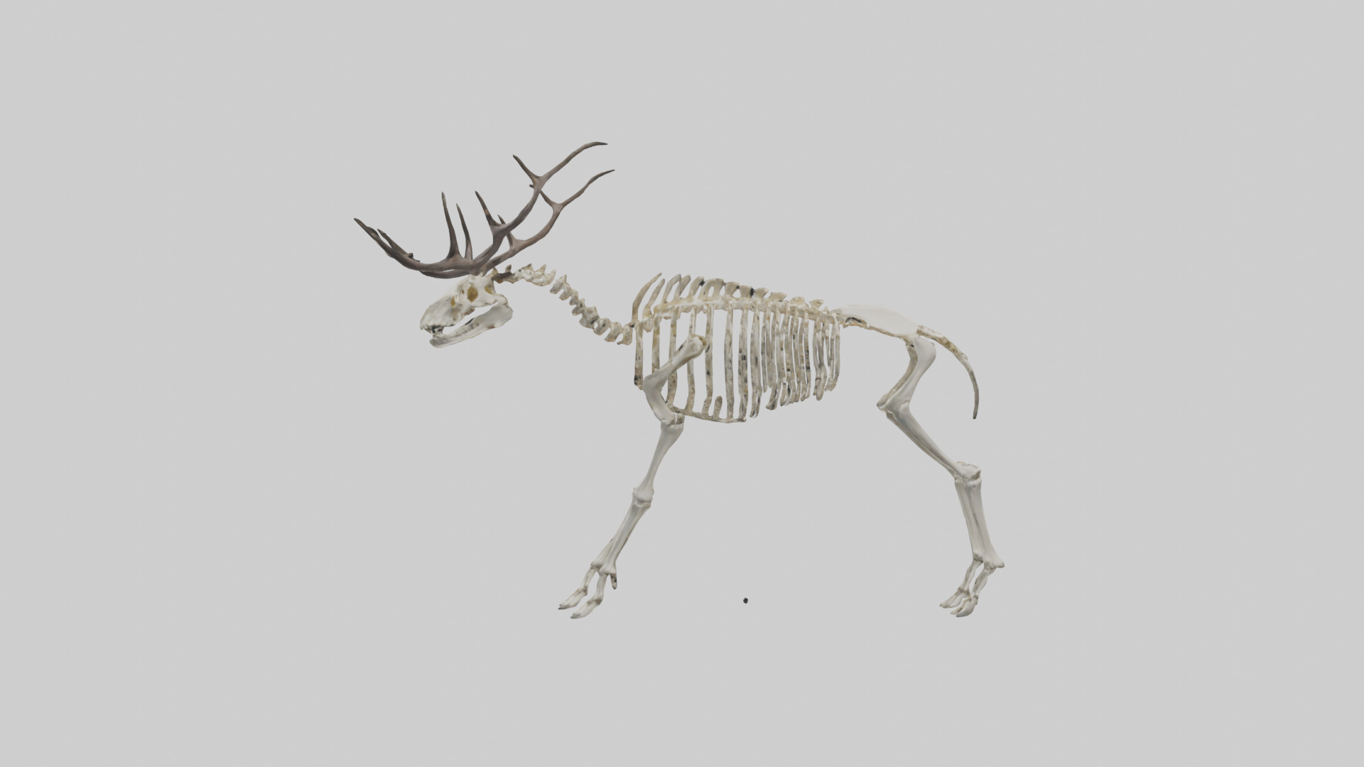 Megaloceros Skeleton model Low-poly 3D model_12