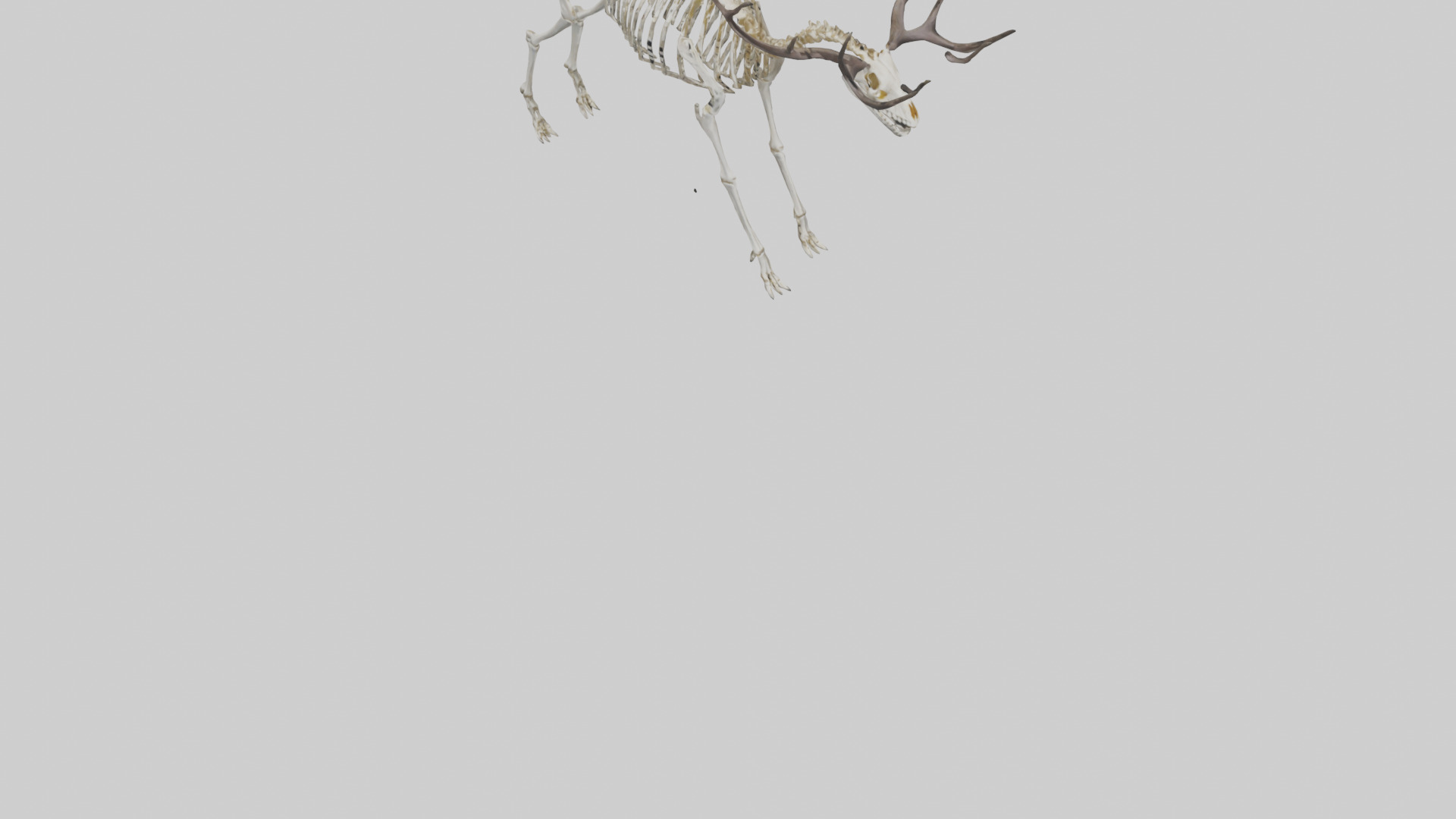 Megaloceros Skeleton model Low-poly 3D model_6