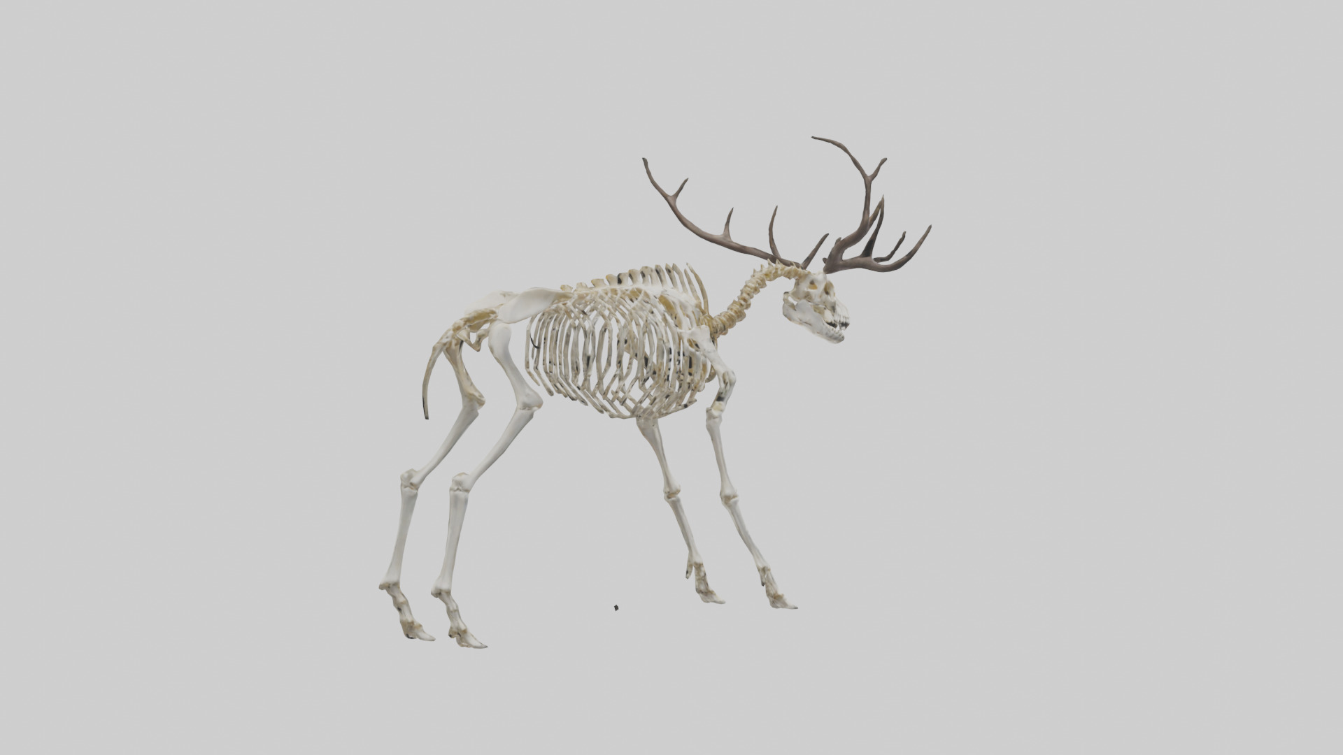 Megaloceros Skeleton model Low-poly 3D model_2