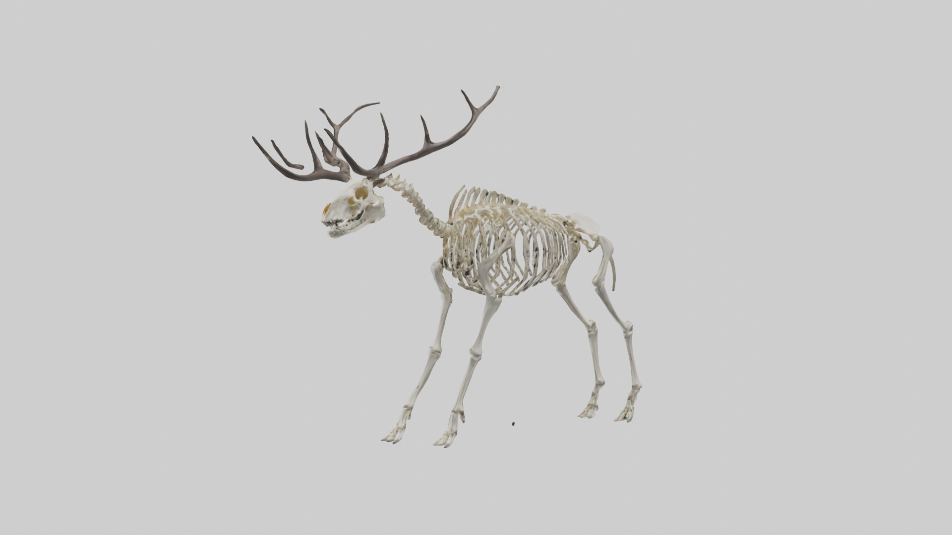 Megaloceros Skeleton model Low-poly 3D model_10