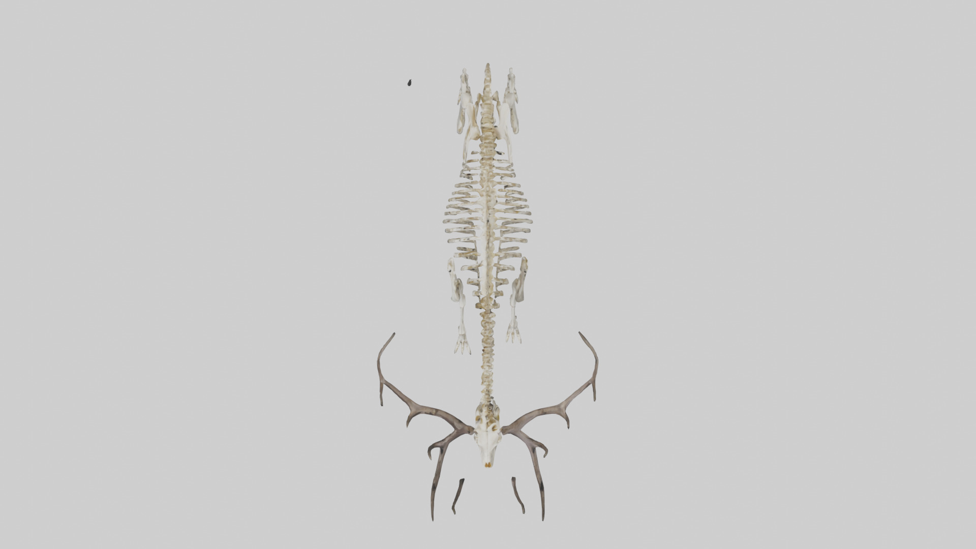 Megaloceros Skeleton model Low-poly 3D model_14