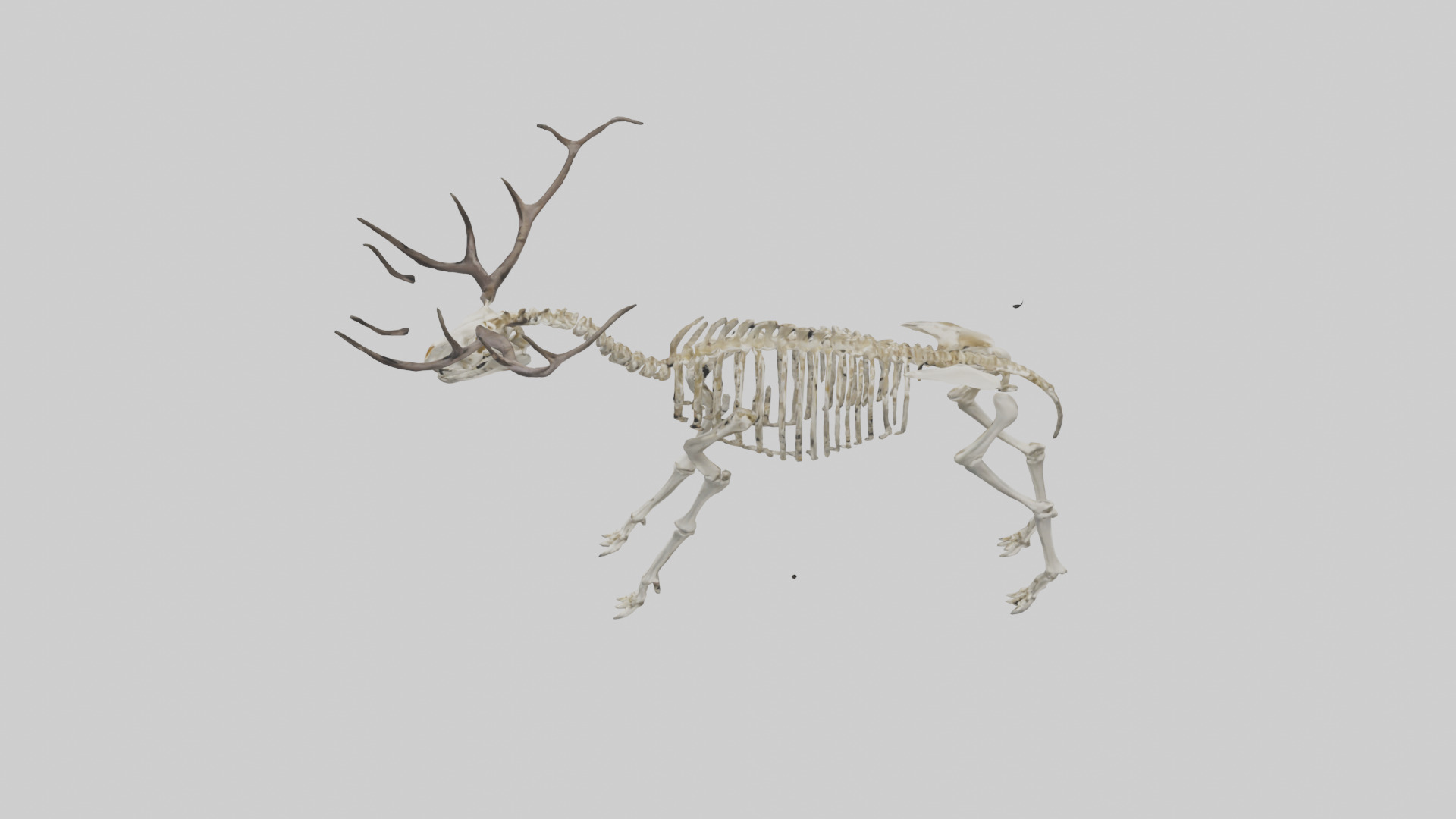 Megaloceros Skeleton model Low-poly 3D model_17