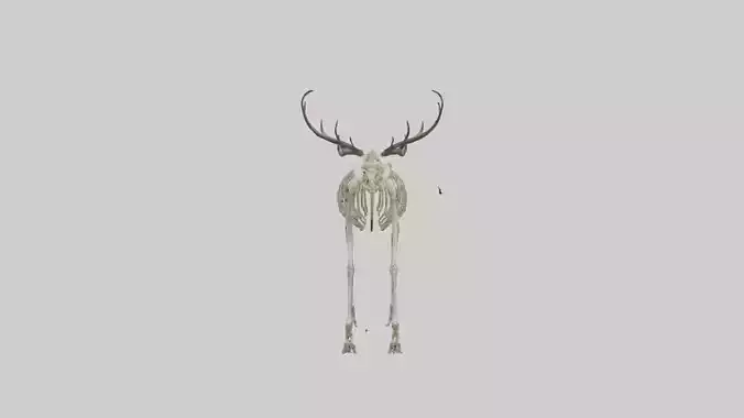Megaloceros Skeleton model