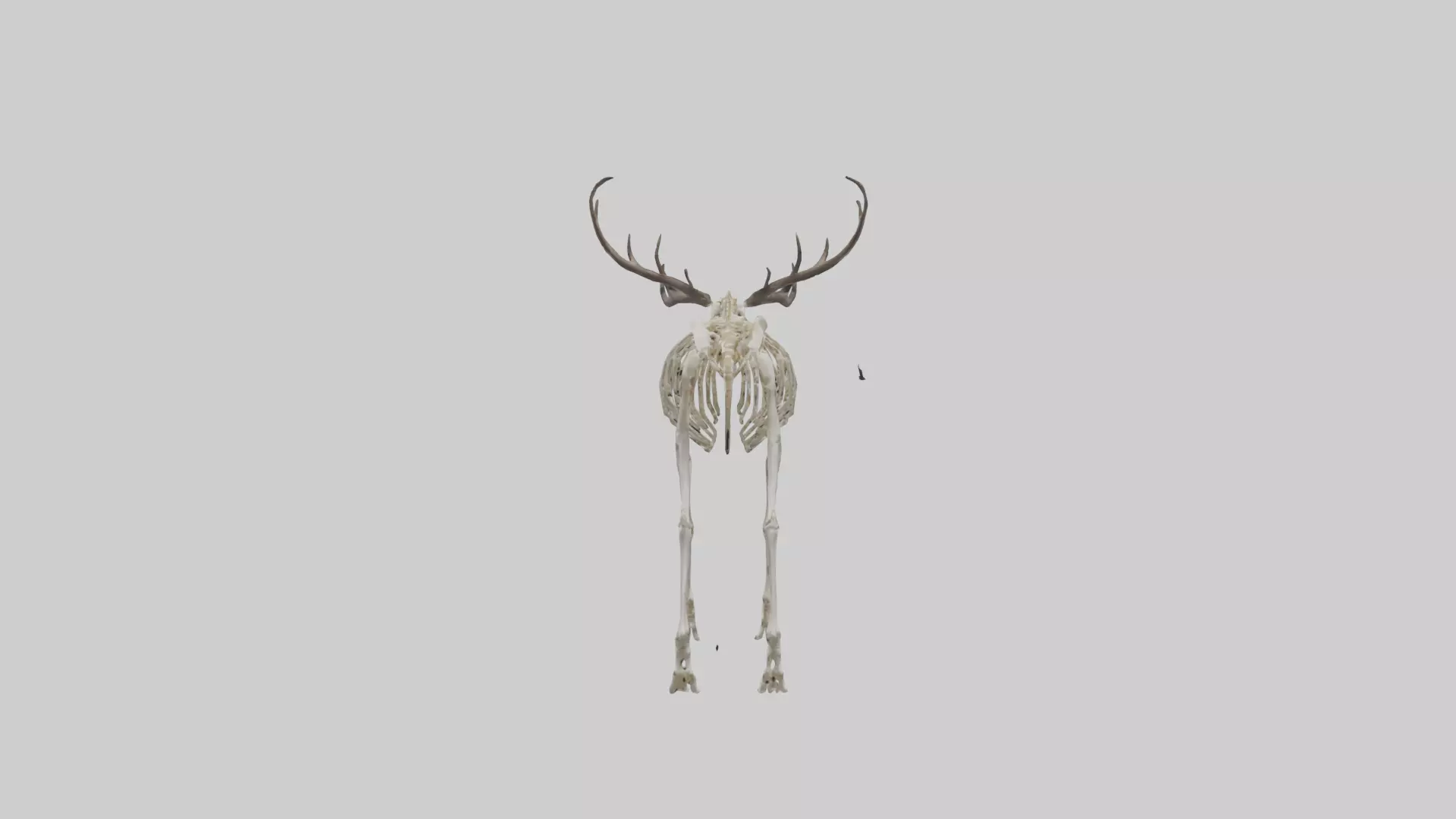 Megaloceros Skeleton model Low-poly 3D model_0