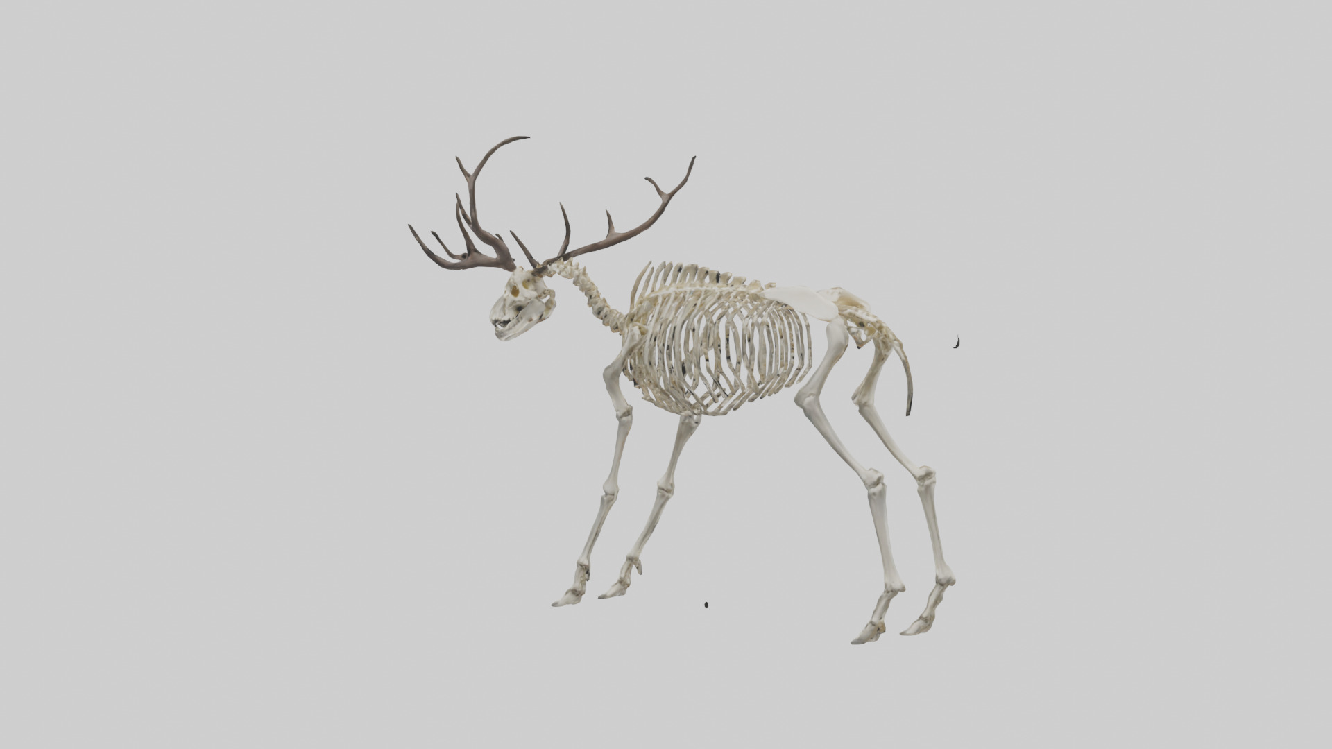 Megaloceros Skeleton model Low-poly 3D model_1