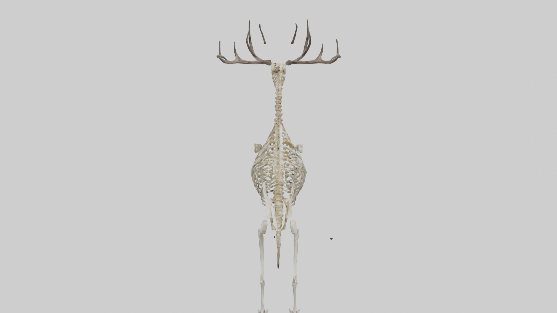 Megaloceros Skeleton model Low-poly 3D model_15