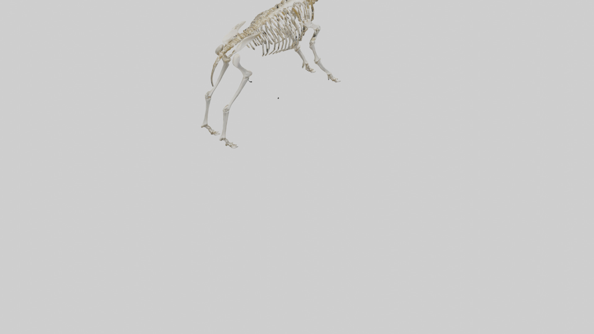 Megaloceros Skeleton model Low-poly 3D model_4