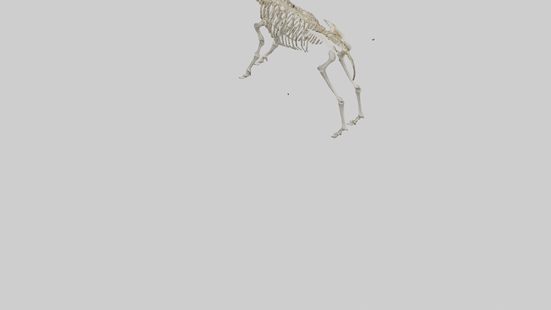 Megaloceros Skeleton model Low-poly 3D model_3