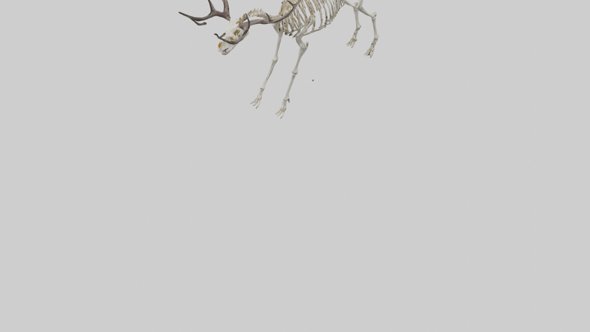 Megaloceros Skeleton model Low-poly 3D model_5