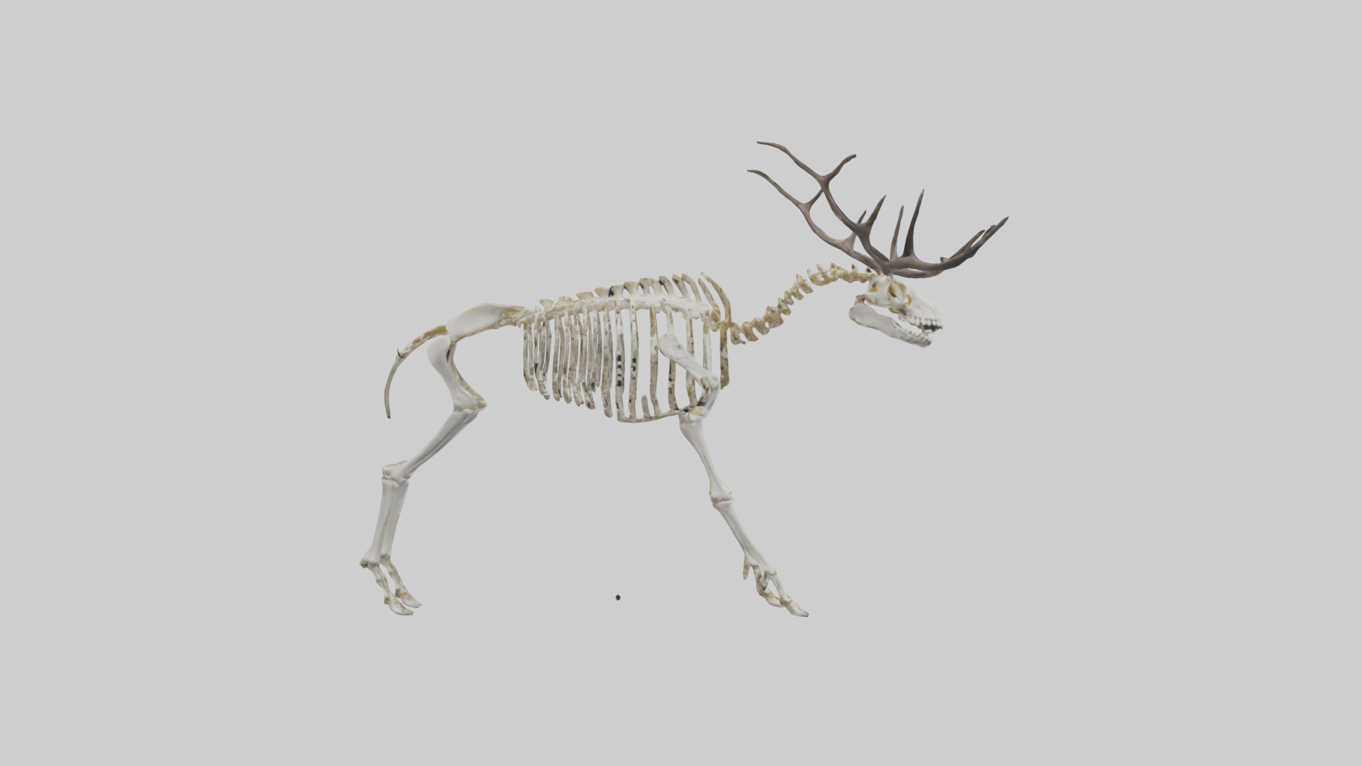Megaloceros Skeleton model Low-poly 3D model_13