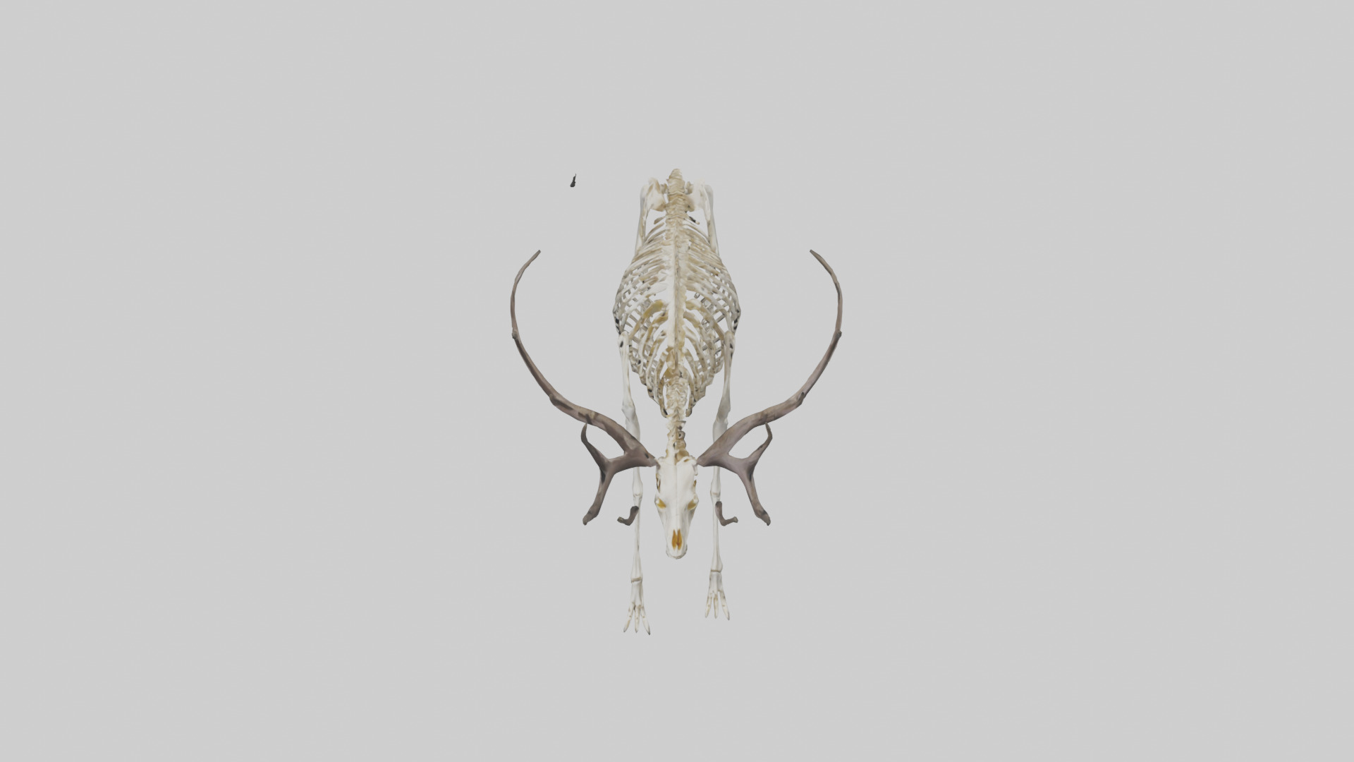 Megaloceros Skeleton model Low-poly 3D model_16