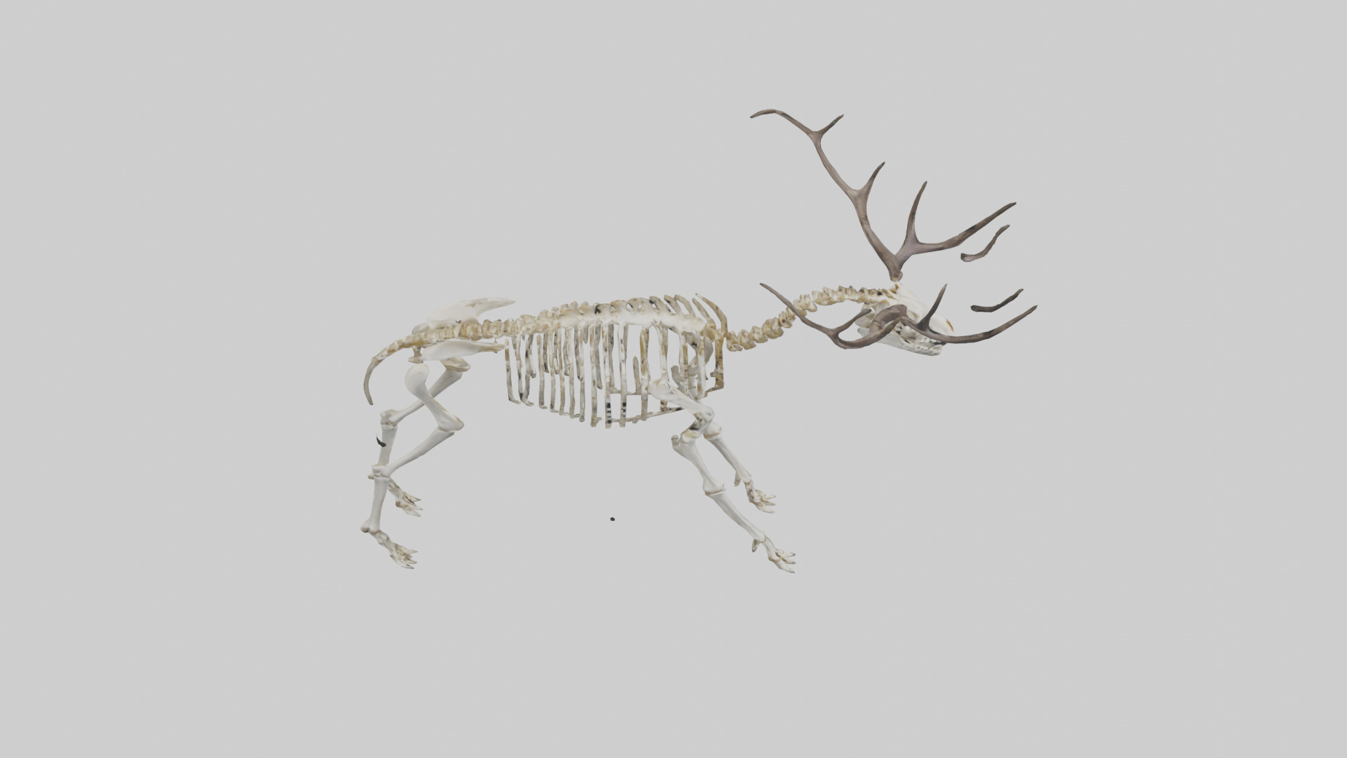 Megaloceros Skeleton model Low-poly 3D model_18