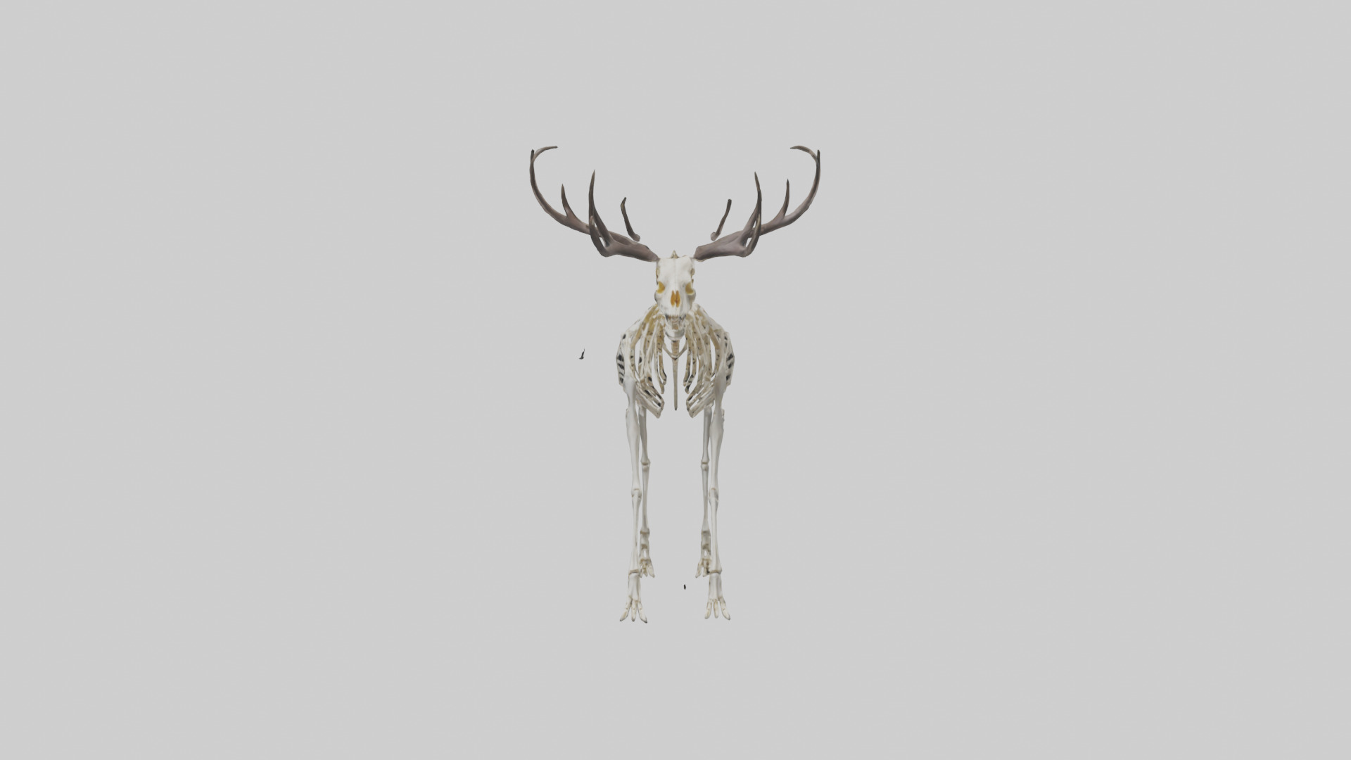 Megaloceros Skeleton model Low-poly 3D model_9