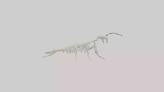 Millipede Skeleton model Low-poly 3D model