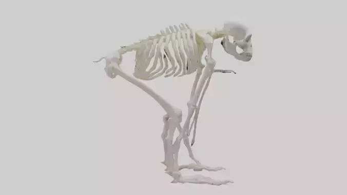 Monkey Skeleton model