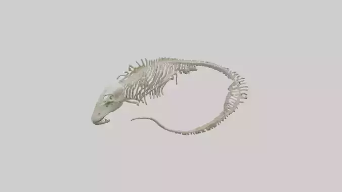 Moray Eel Skeleton model Low-poly 3D model