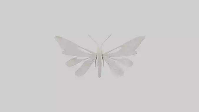 Moth Skeleton model