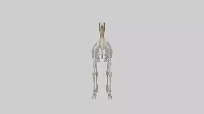 Mountain Goat Skeleton model