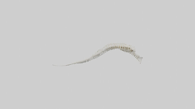 Narwhal Tooth Skeleton model Low-poly 3D model