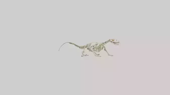 Newt Skeleton model Low-poly 3D model
