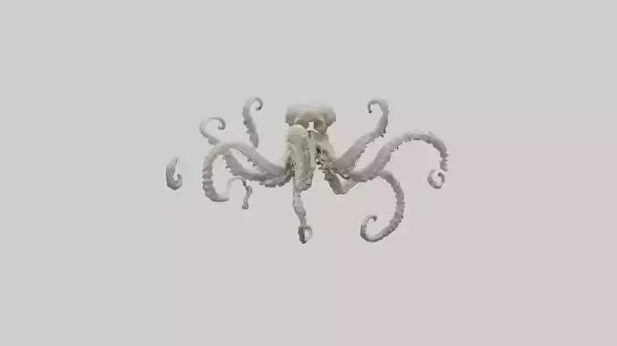 Octopus Skeleton model