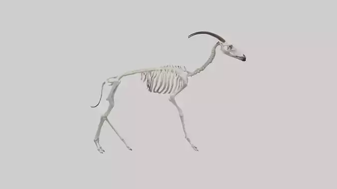 Okapi Skeleton model Low-poly 3D model
