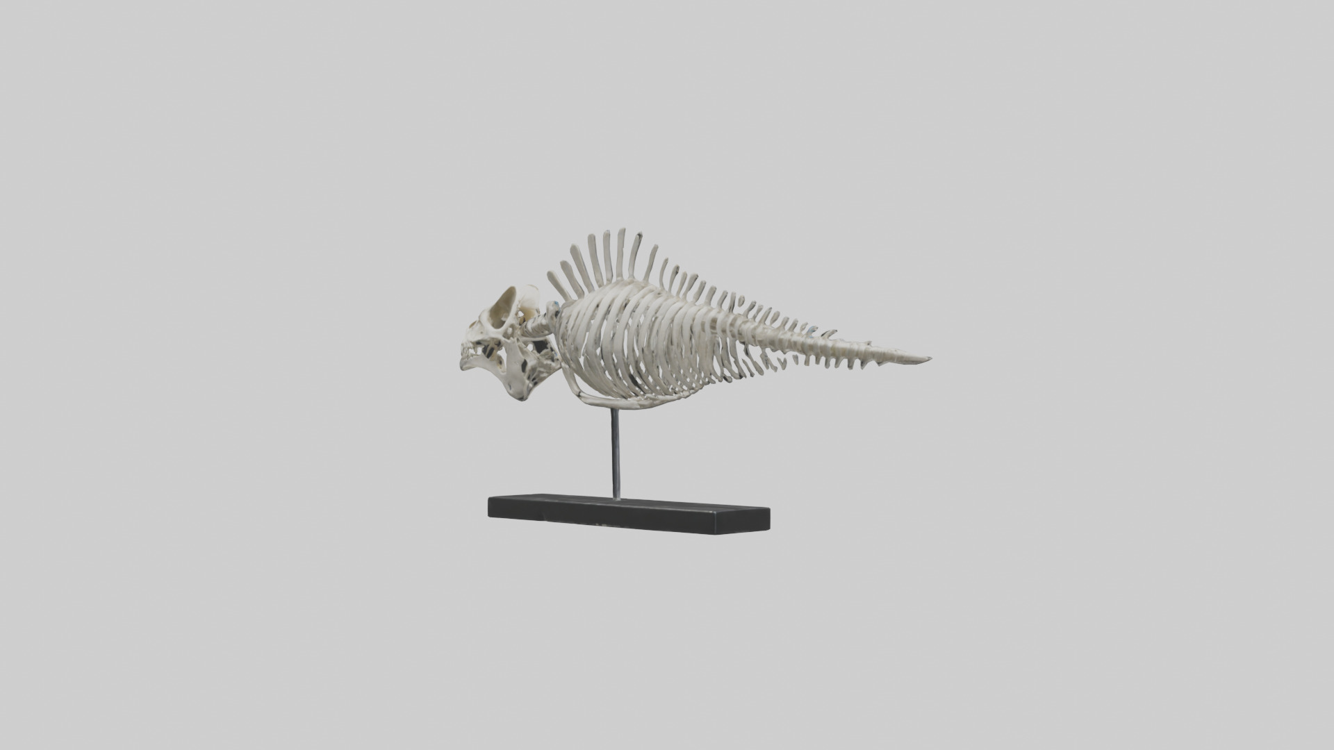 Orthoceras Skeleton model Low-poly 3D model_10