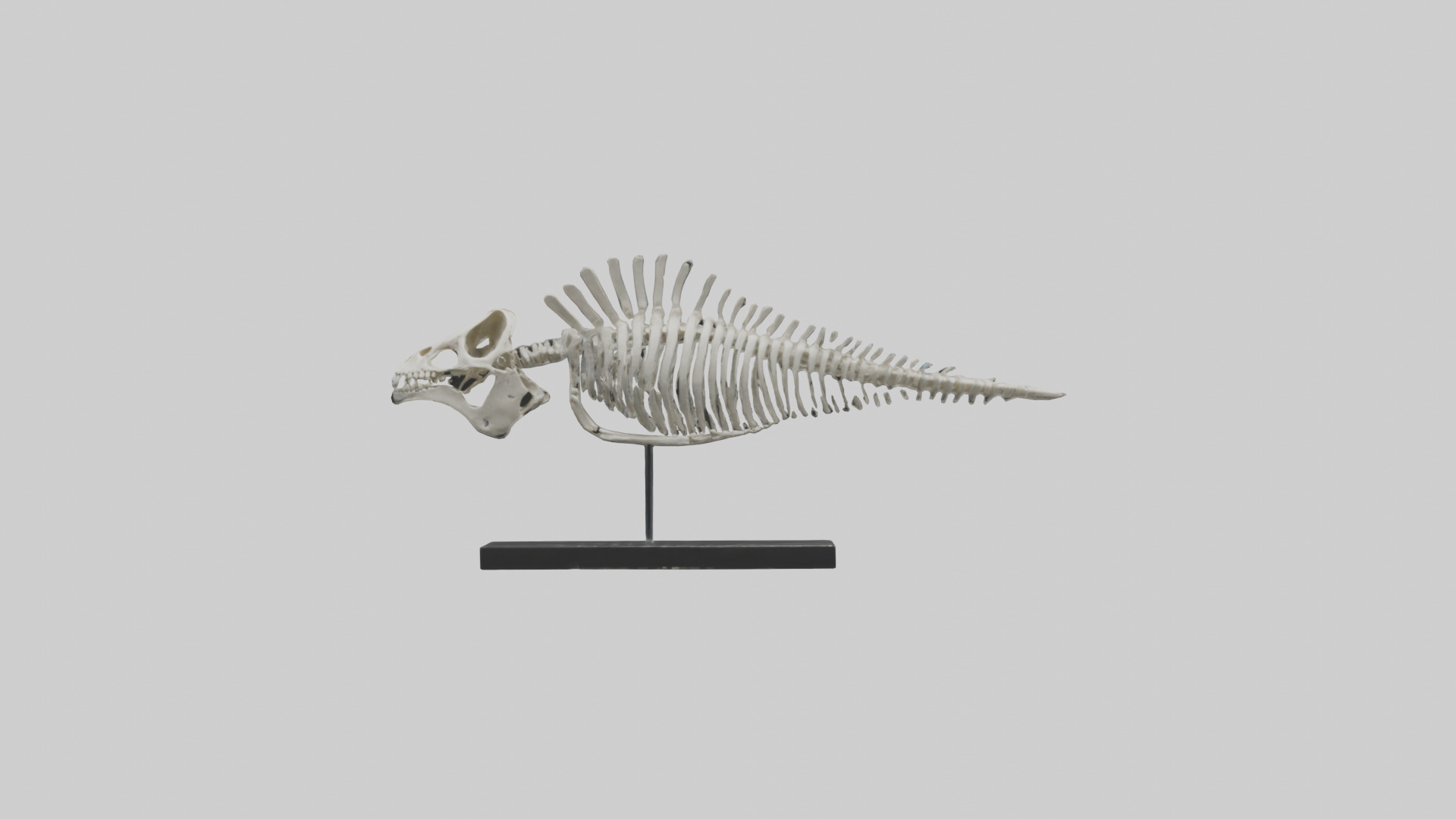 Orthoceras Skeleton model Low-poly 3D model_9