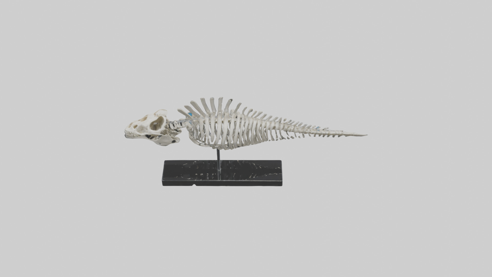 Orthoceras Skeleton model Low-poly 3D model_16