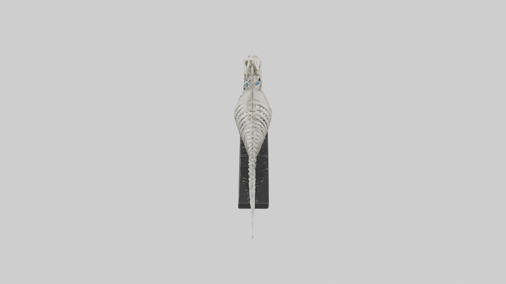 Orthoceras Skeleton model Low-poly 3D model_17