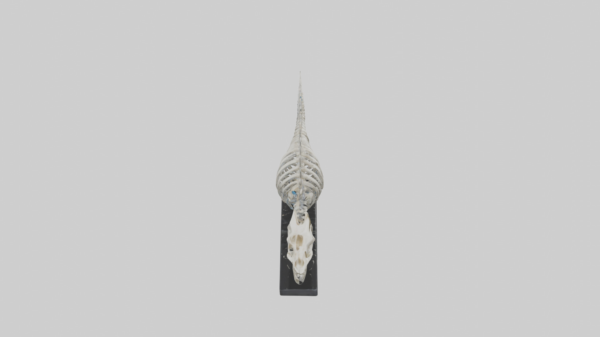 Orthoceras Skeleton model Low-poly 3D model_18