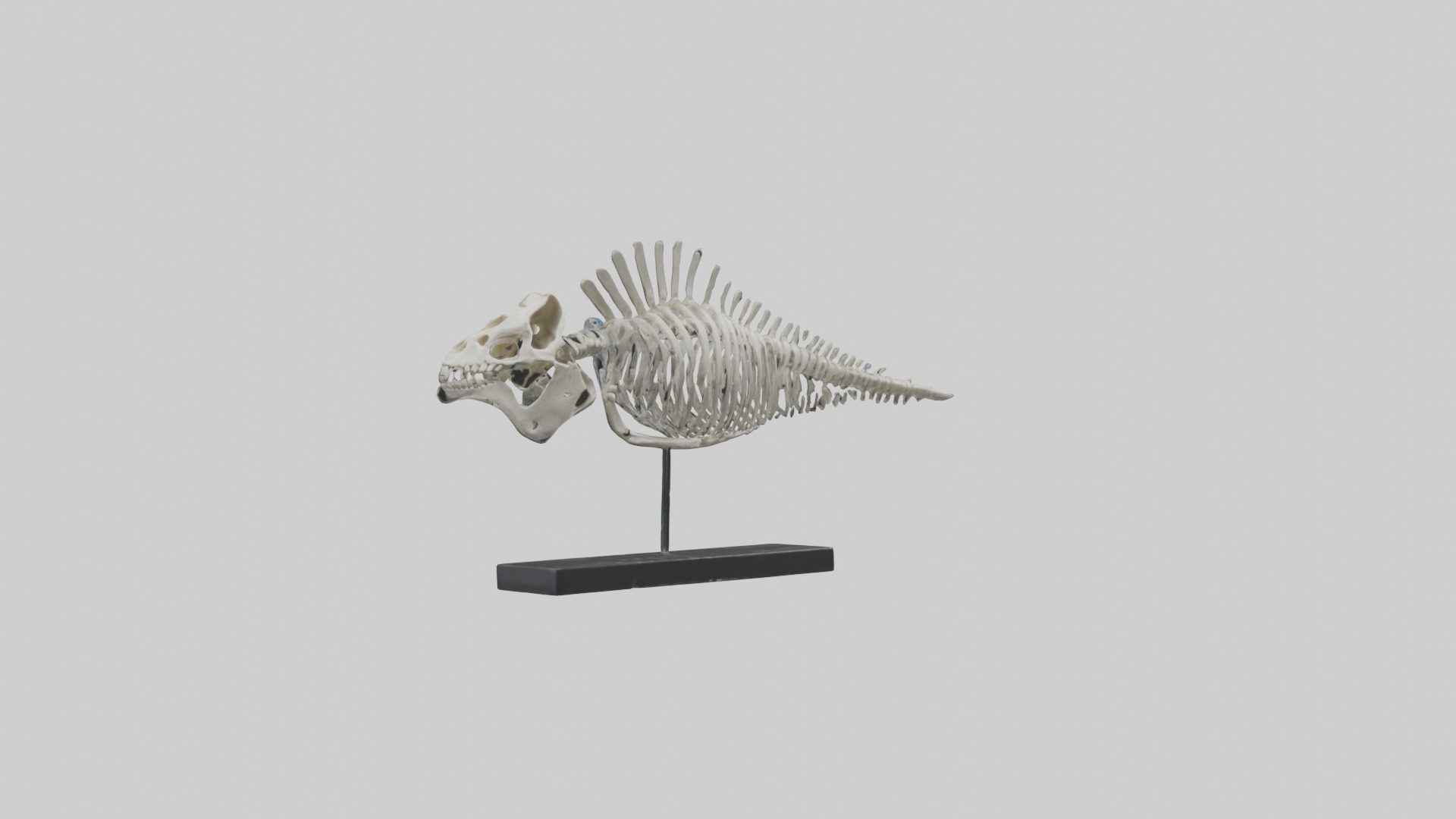 Orthoceras Skeleton model Low-poly 3D model_7