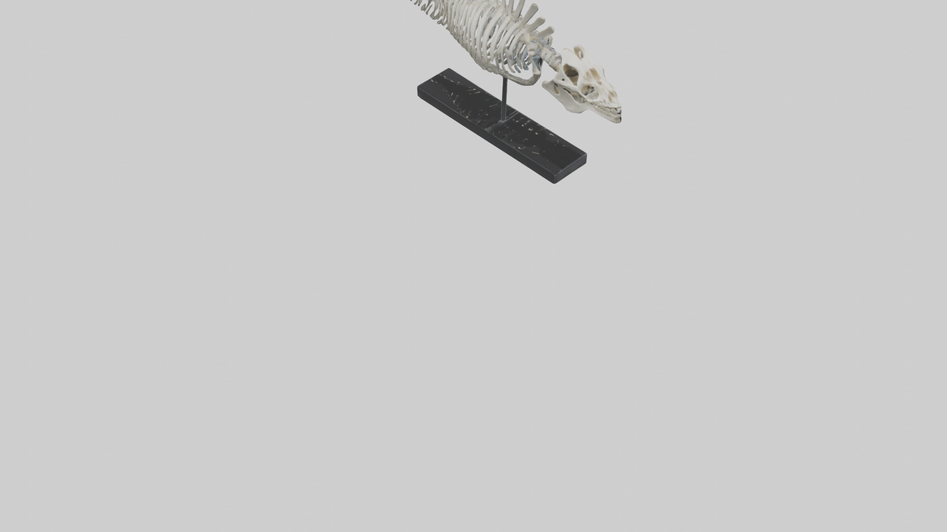 Orthoceras Skeleton model Low-poly 3D model_4