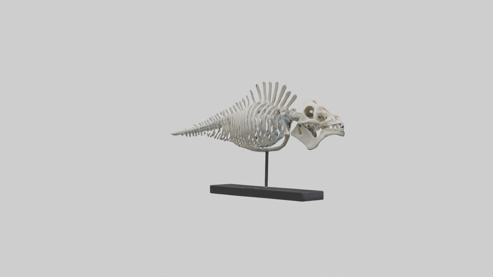 Orthoceras Skeleton model Low-poly 3D model_2