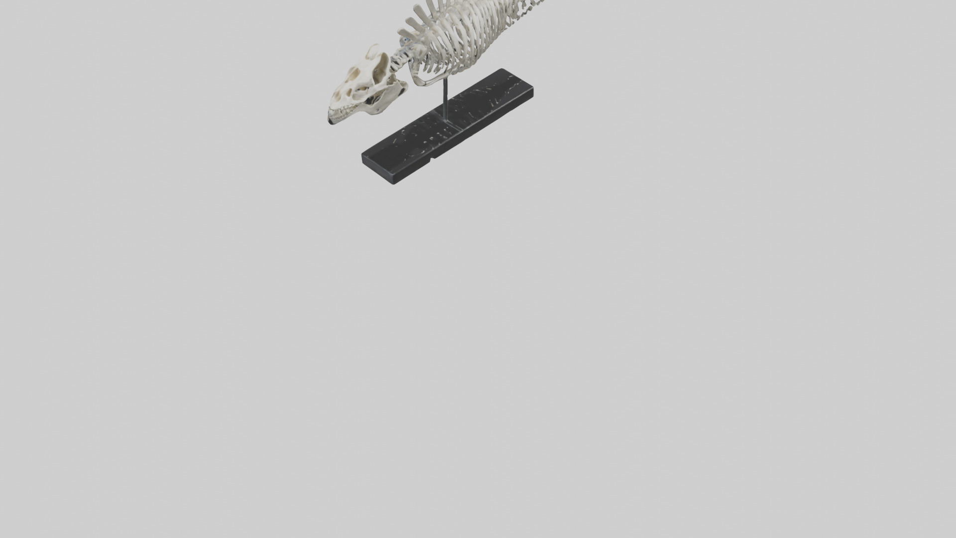 Orthoceras Skeleton model Low-poly 3D model_6