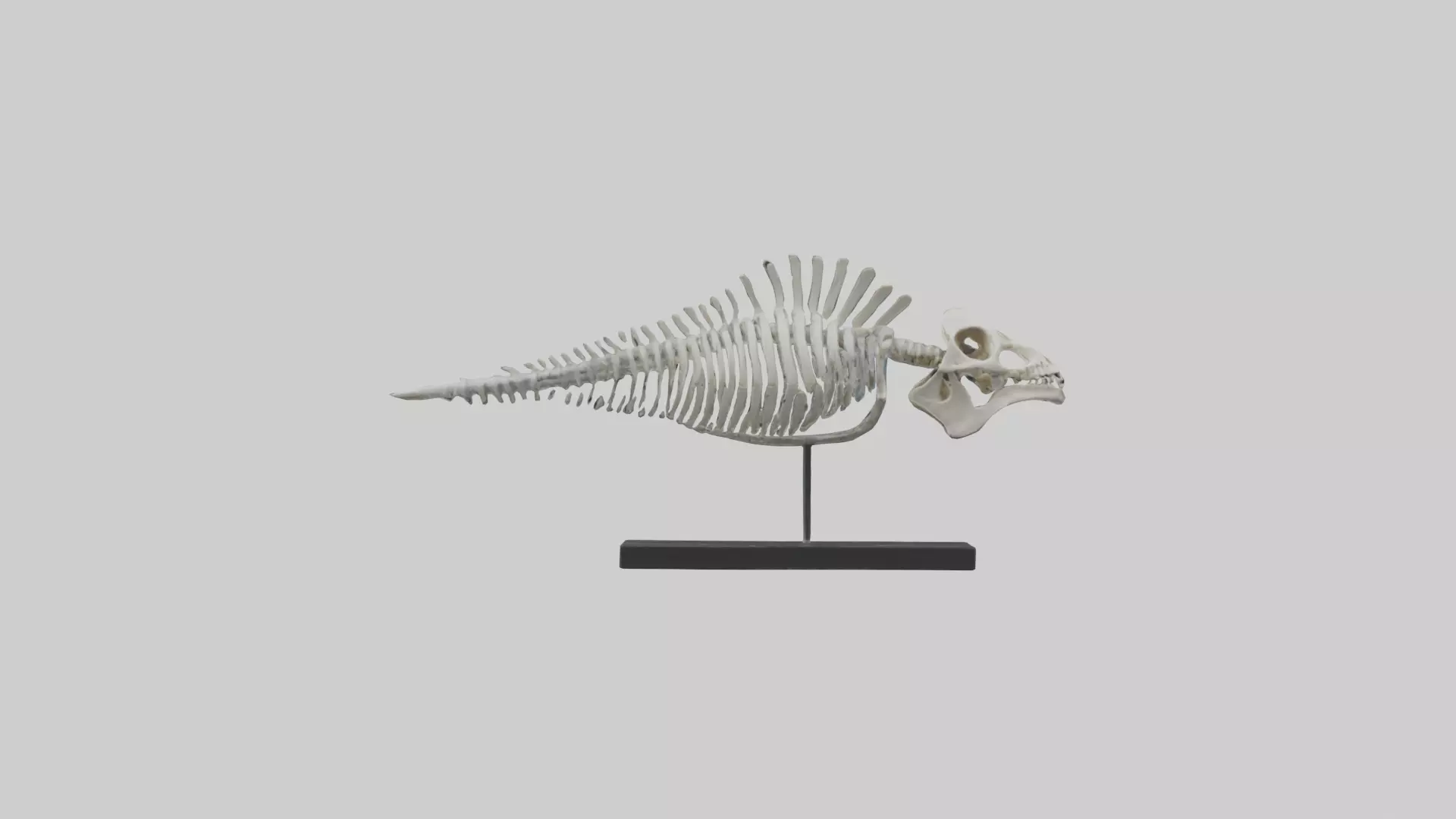 Orthoceras Skeleton model Low-poly 3D model_0