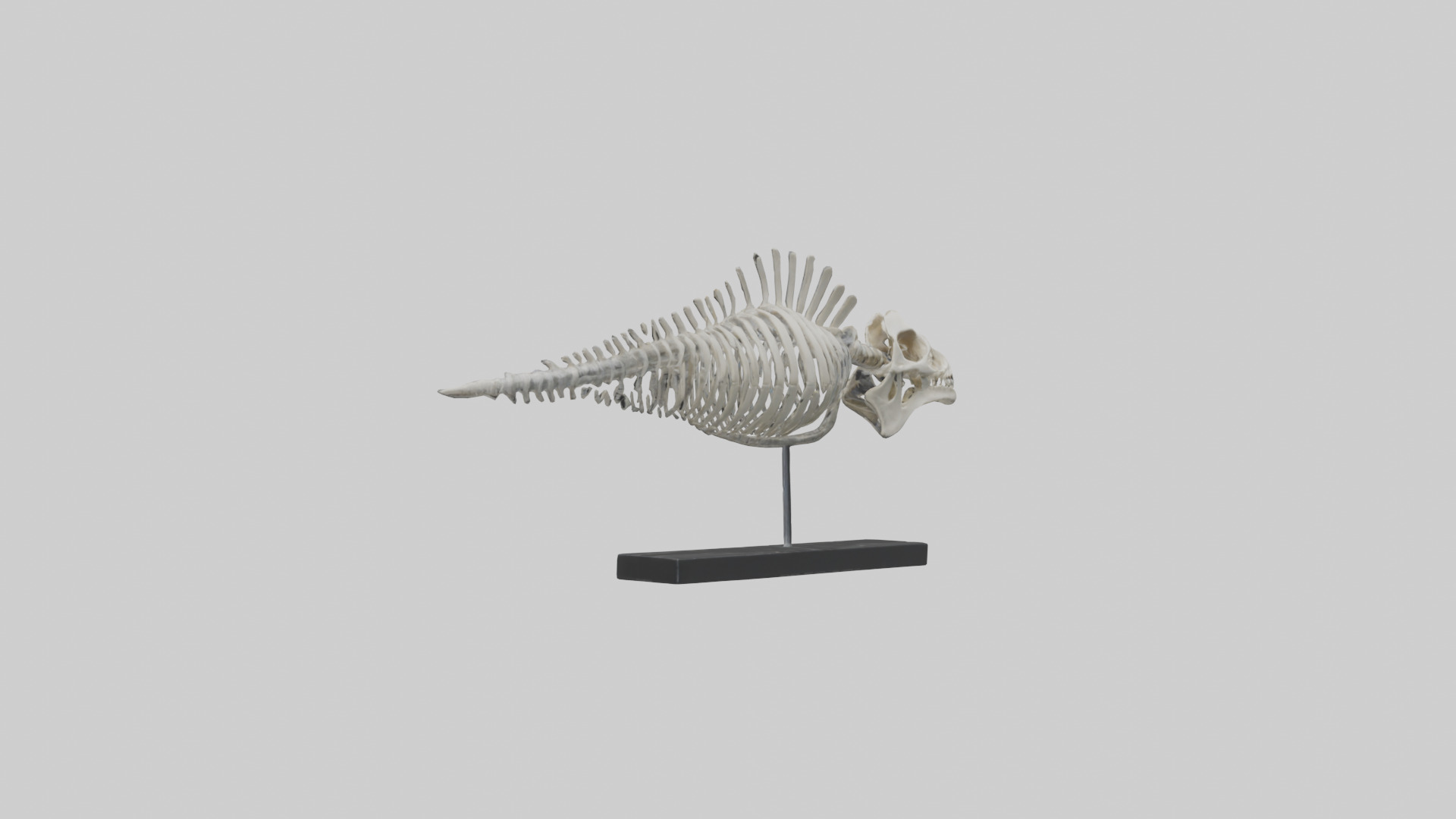 Orthoceras Skeleton model Low-poly 3D model_1