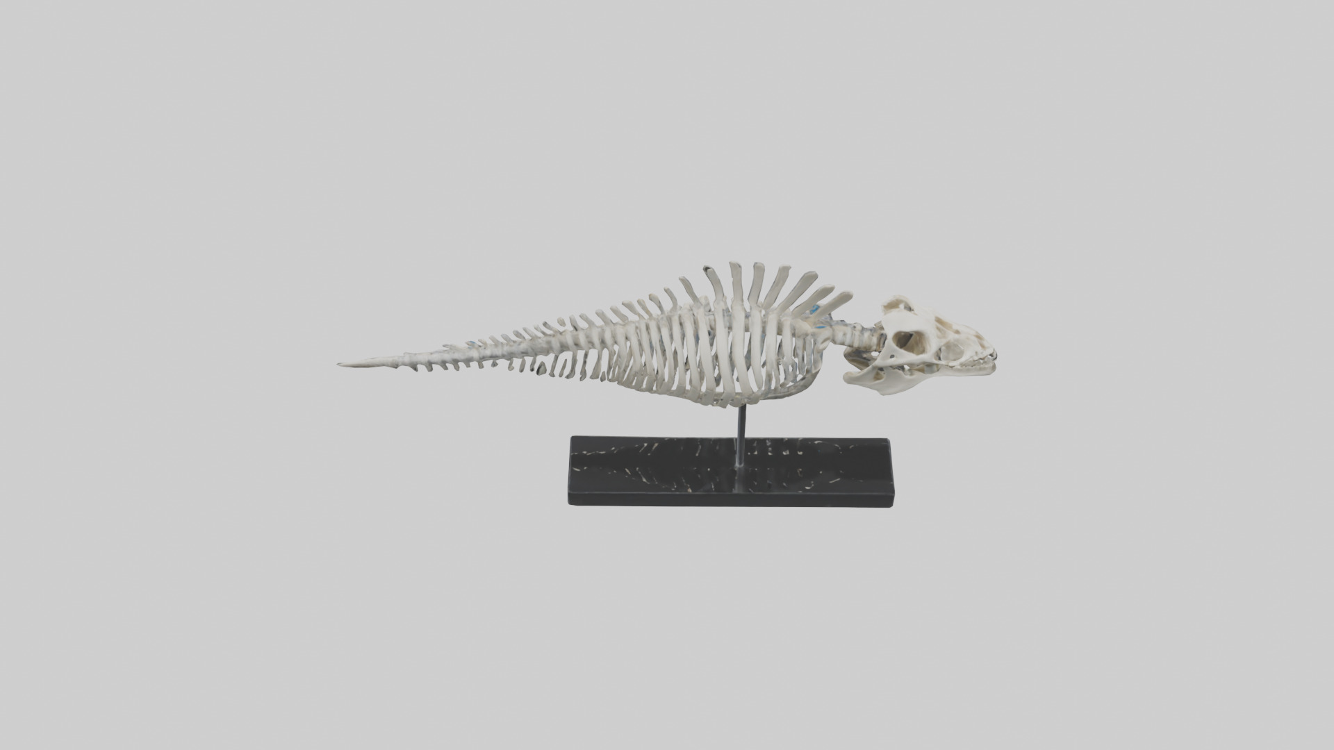 Orthoceras Skeleton model Low-poly 3D model_15