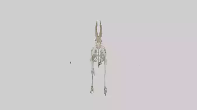 Oryx Skeleton model