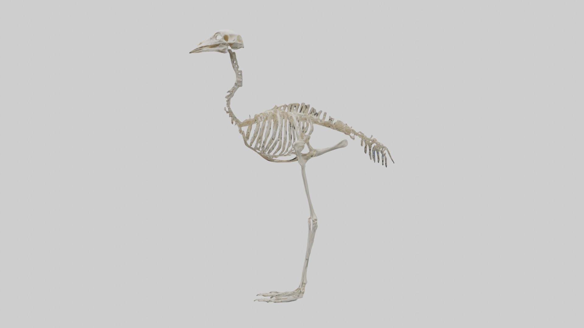 Ostrich Skeleton model Low-poly 3D model_12