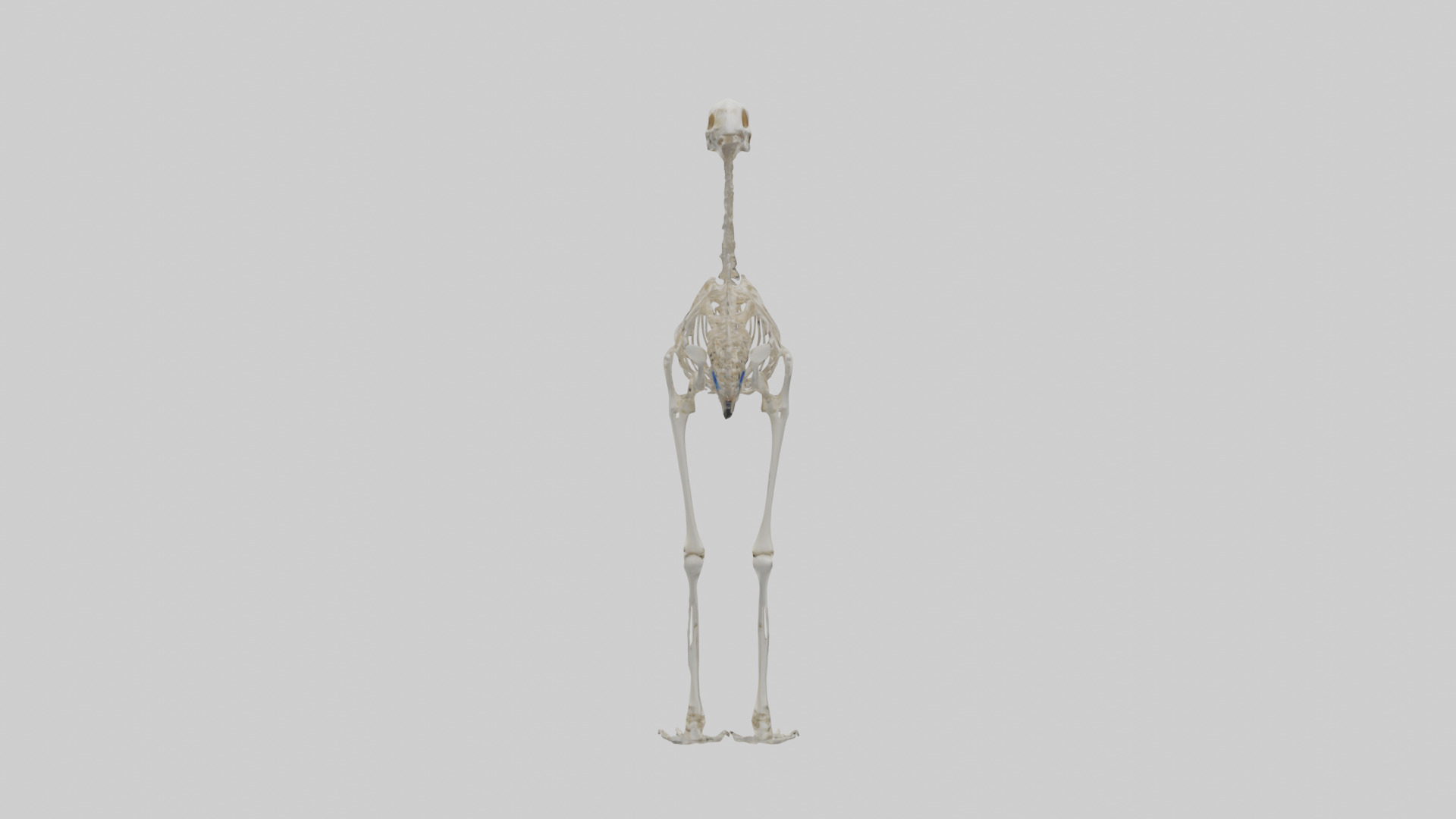 Ostrich Skeleton model Low-poly 3D model_1