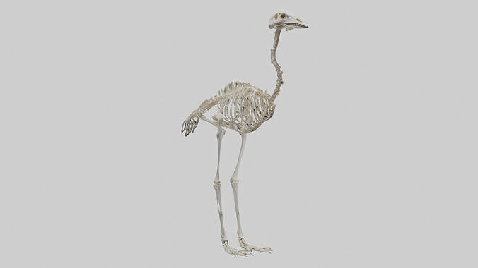 Ostrich Skeleton model Low-poly 3D model